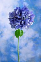 Blue flower symbolizes: innocence
