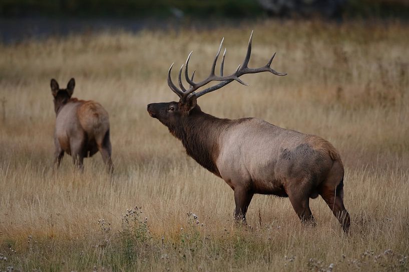 Elk (Wapiti), Cervus elephas, Parc national de Yellowstone, Wyoming par Frank Fichtmüller
