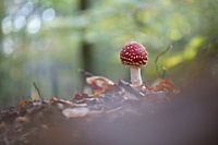 young fly agaric in the forest