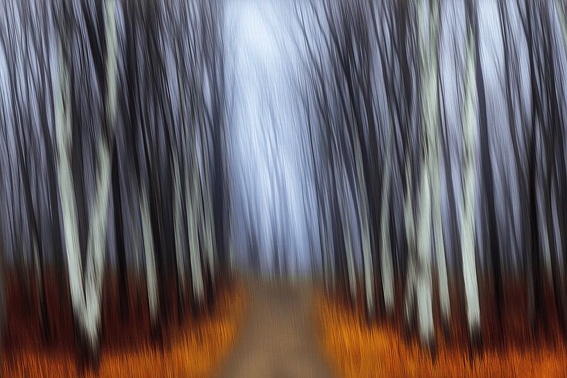 The magic of the forest by Ton Kuijpers