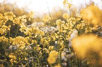Golden floral display