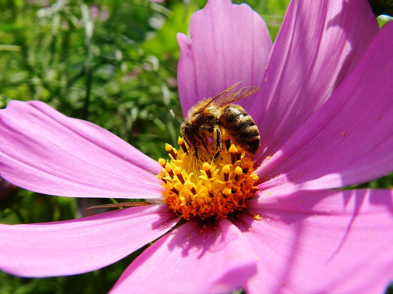 Bloemen en bijtjes par Jellie van Althuis