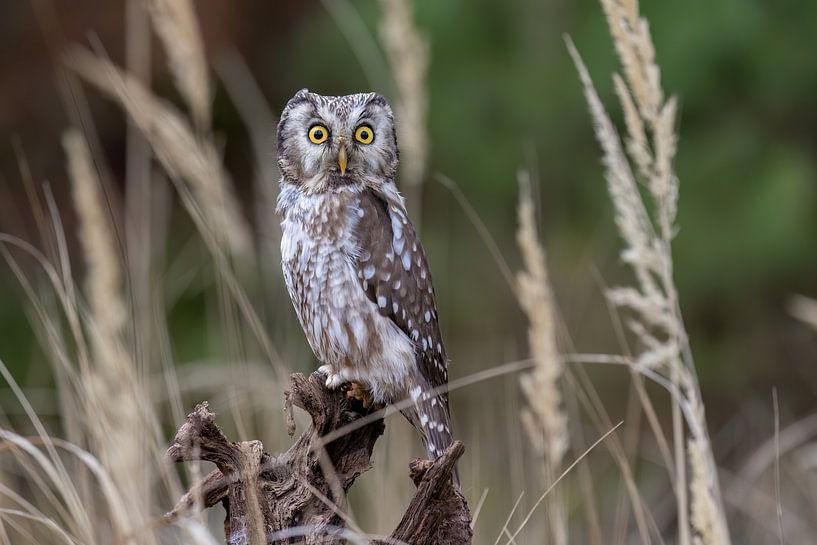Great horned owl by Teresa Bauer