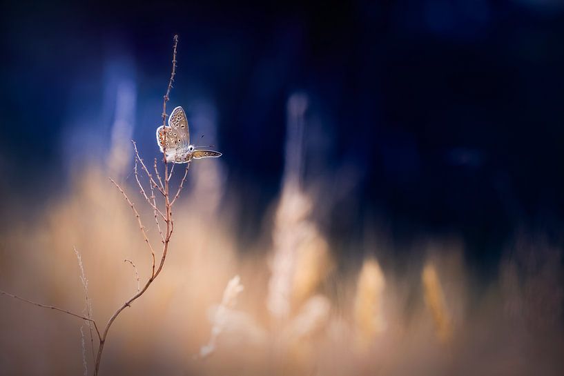 Deinetwegen von Bob Daalder