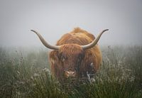 Scottish highlander portrait - misty morning
