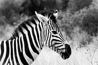 Schwarzes und weißes Zebra 'en profil' in Südafrika