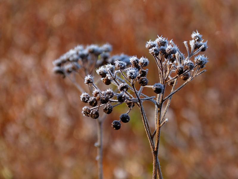 Orange on Ice (Frosted plants in orange/terra) by Caroline Lichthart