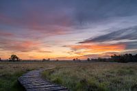 Strabrechtse Heidekraut