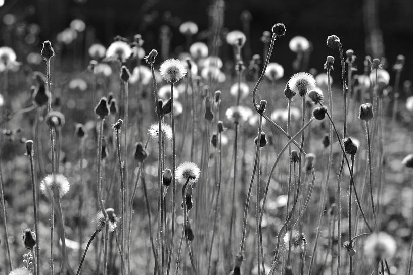 Dandelions by Marianna Pobedimova