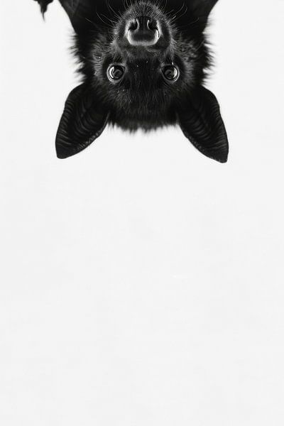 Fledermaus von Poster Art Shop