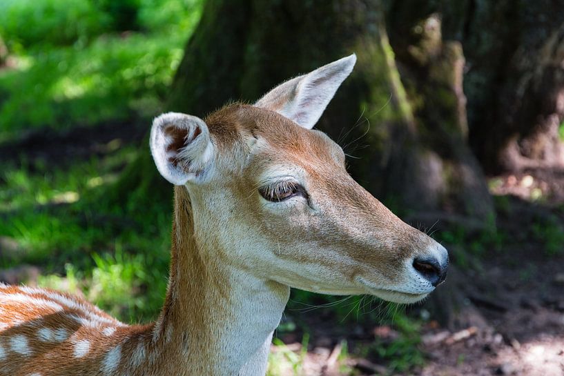 Hertje close-up par Jaap Mulder