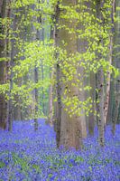 Spirits of the Forest