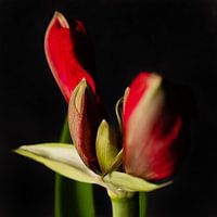 Amaryllis open knop