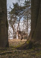 Hirsch in den Waterleidingduinen, Niederlande