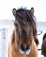 Icelandic horse