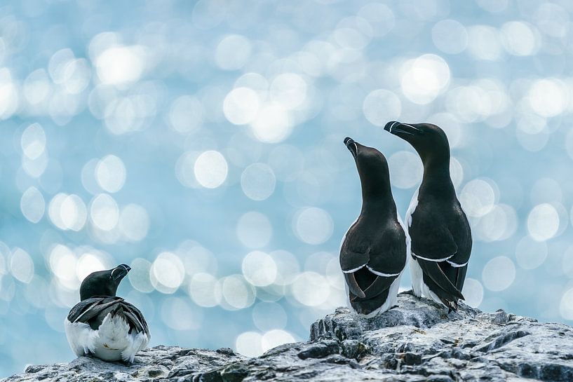 Alken von Paul van der Zwan