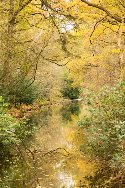 Framed by autumn (beautiful water framed by golden yellow autumn leaves) by Birgitte Bergman