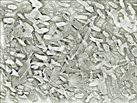 Olive Silver Tips Abstract