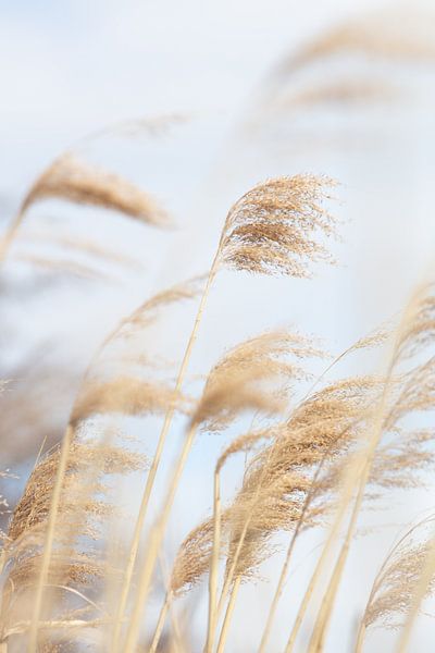 Grass Reed and sky_2 by Pictufy Studio III