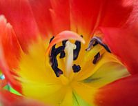 Nahaufnahme Rote Tulpe