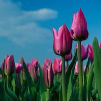 Pink Tulips