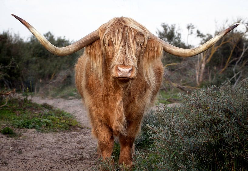 Highlander écossais dans les dunes par Fotografie Egmond