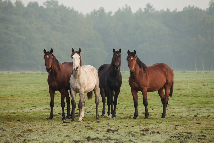 Curious horses (II) by Anneke Hooijer