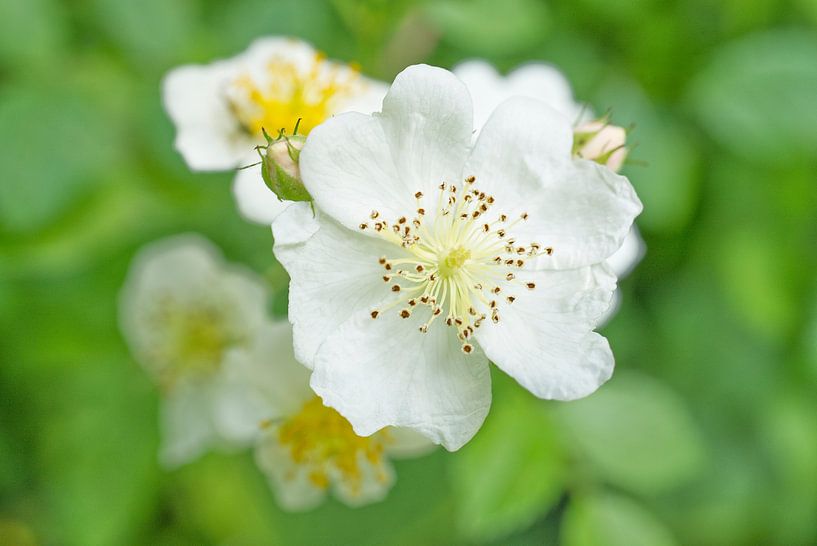 Brombeerblüten auf Grün von Iris Holzer Richardson