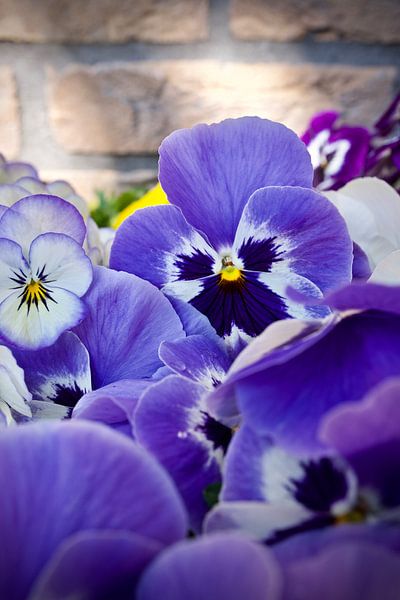 Winterviool op zijn mooist par Stip Fotografie