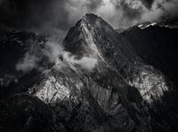 Rote Saule (zwartwit)