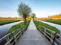 Wooden bridge in the polder