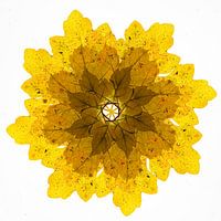 Kaleidoskop von Herbstblättern