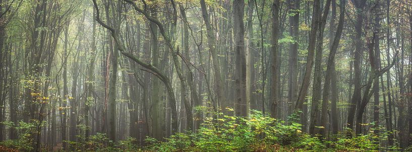Waldpanorama - Majestätischer Wald von Tobias Luxberg