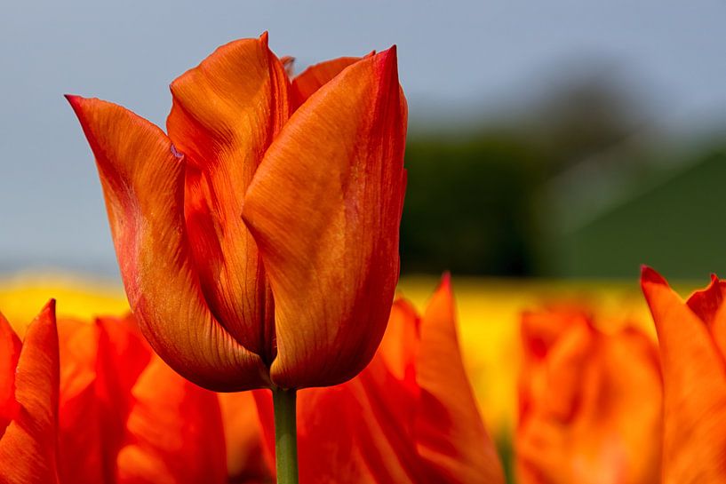 Tulipe Yokohama Orange par Bram van Broekhoven