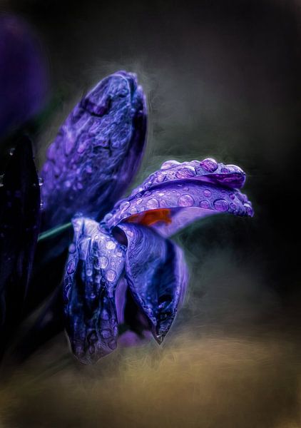 Detailed Crocus by Hans Soowijl