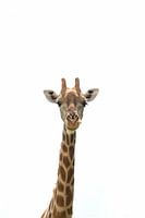 Long cou et tête de girafe