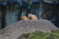 Two Prairie Dogs