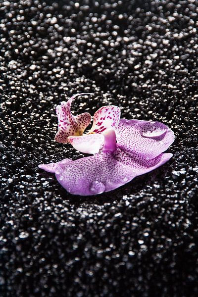 Flower by Shadia Bellafkih