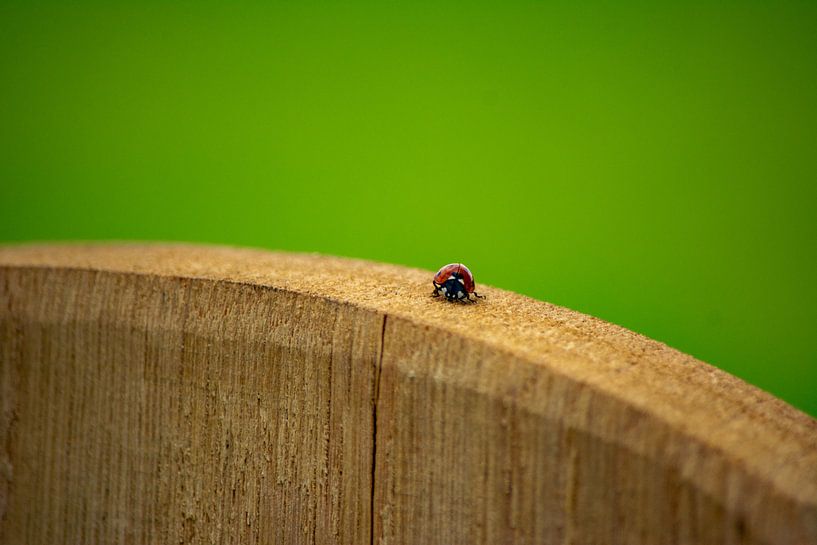 Lieveheersbeestje op hout von Michael van Eijk