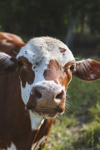 La joie d'une vache libre dans le pré par Ken Tempelers