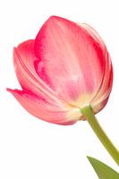 Einsame Tulpe