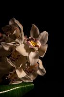 Floral portrait atmosphere