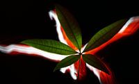 Light Leaf