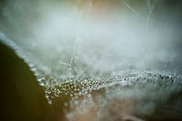 toile d'araignée avec des gouttelettes 