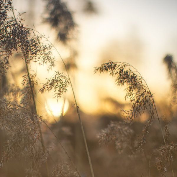 Coucher de soleil par Anneliese Grünwald-Märkl