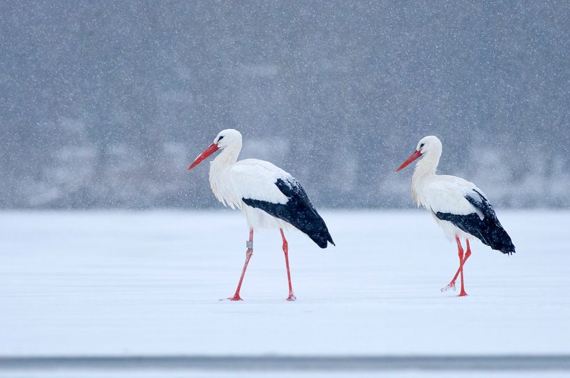 2 Störche auf dem Eis im Schnee von Remco Van Daalen