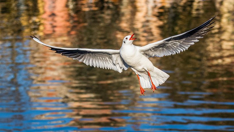 Möwe im Flug über dem Ortasee (Italien) von Ursula Di Chito