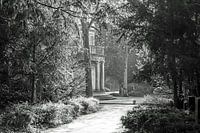 Waldspaziergang monochrom