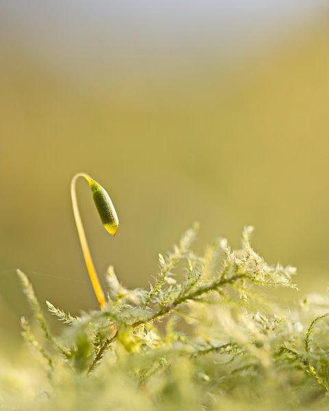 Sporendoosje von Dick Vermeij