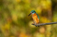 Fishing Kingfisher